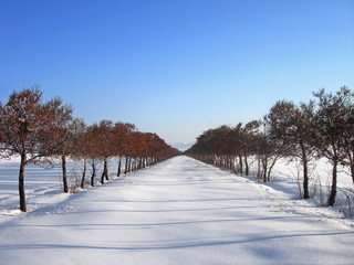 a perspective of the un touch snowy local way with trees