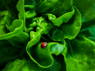 Beautiful detail of green leaves of lettuce salad with red ladybug in middle. Colors are very vibrant. Picture has lower resolution with slightly defocused surroundings (Focused on ladybug). © Zdena Venclik