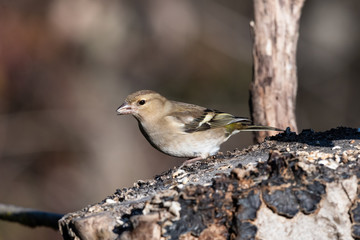 Fringuello che mangia dei semi