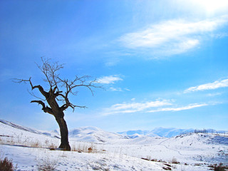 A lonely and cold tree during in snowy landscape 