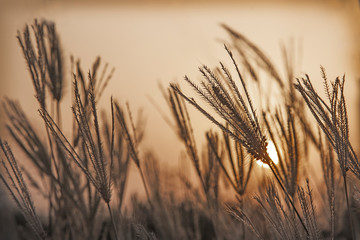 sunset in the background and plants in the front