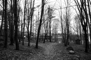 dark forest in the city . black and white forest . 