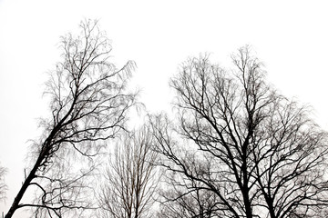 tree branches . tree branches isolated on the white background