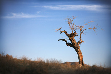 a lonely tree in the meadow 