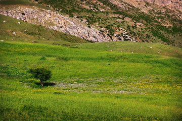 Beautiful landscape with a onely tree in green mountain 