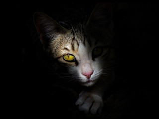 beautiful cat's eye in darkness 