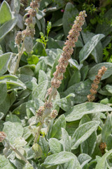 Sage (Salvia) plant after blooming in a garden