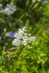 The obedient plant (Physostegia virginiana) blooming in a garden