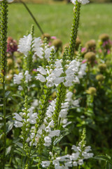 The obedient plant (Physostegia virginiana) blooming in a garden