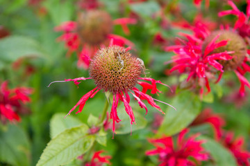 Monarda (bee balm) flower after blooming time