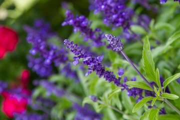 Sage (Salvia) plant blooming in a garden