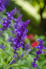 Sage (Salvia) plant blooming in a garden