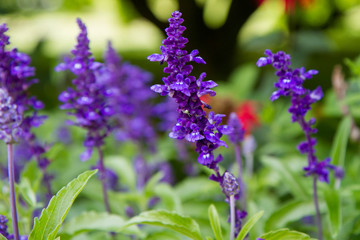 Sage (Salvia) plant blooming in a garden