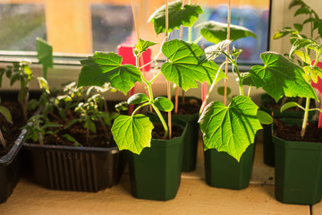 Cucumber seedlings in flower pots on a balcony window sill. Planting, urban home balcony gardening concept