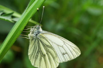 Nahansicht eines Grünader-Weißlinges
