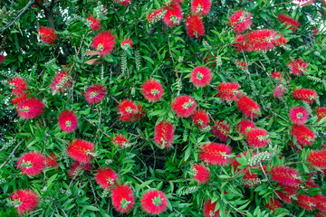 Red flowers Bottlebrush plant (Callistemon spp.)