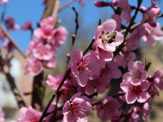 Peach - fruit tree in the garden blooming in pink
