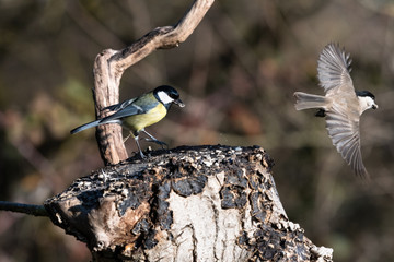 Cinciallegra che mangia nel bosco