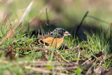 Birdwatching con peppola a terra