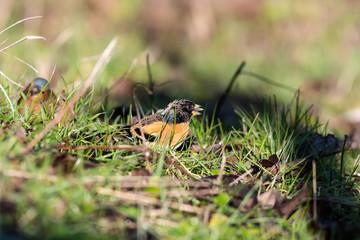 Birdwatching con peppola a terra