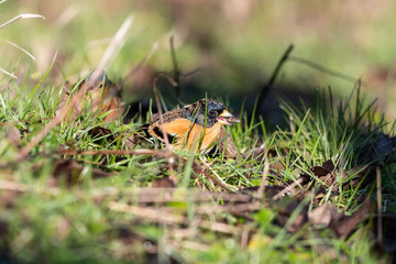 Peppola che mangia a terra