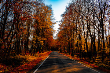 droga w Bieszczadach © Daniel