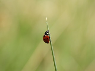 ladybug on grass