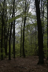 Naklejka premium Eichen und Buchen Mischwald im Frühling