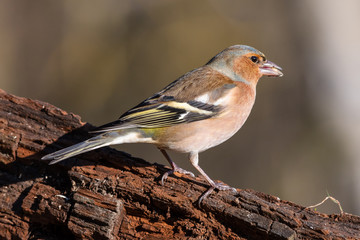 Fringuello che mangia dei semi
