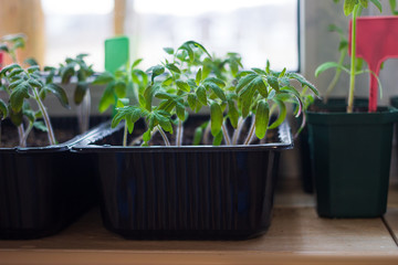 Growing tomato seedlings plants in plastic pots with soil on balcony window sill with tags labels. Urban home balcony gardening, growing vegetables concept