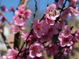Peach - fruit tree in the garden blooming in pink
