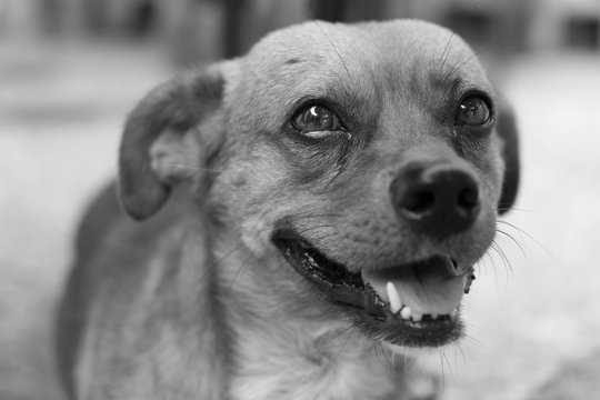 mascota - perro callejero con la boca abierta en tono grises 