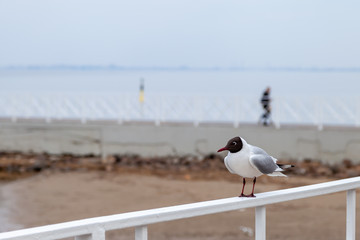 black-headed gull sitting on railing close-up
