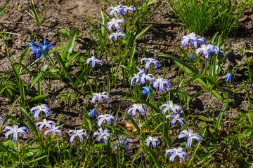 Fototapeta premium Hionodoxa - an early perennial with beautiful flowers in the form of colorful stars.