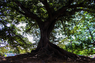 Antiguo arbol