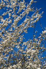 Firework of white cherry plum flowers on a background of blue sky.