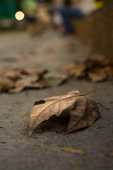 Hoja seca sobre el suelo en otoño