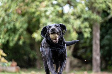 Dog playing with a tennis ball