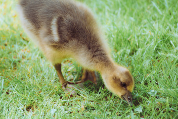 Ducklings Baby Birds Geese Spring Newborn Goose Duck Family Spring