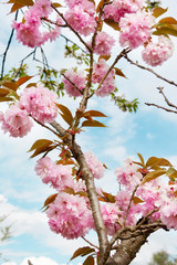 Flowers of pink cherry. Flowering tree in garden on spring day