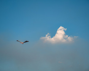 angle bird kite with small cloud in blue sky if a mid day.