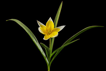 Flower of tulipa Tarda, botanical tulip, isolated on black background