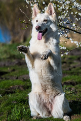 Schäferhund 1776, weiß