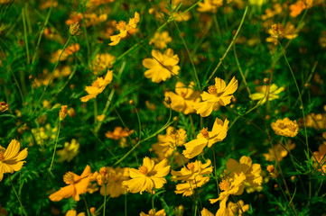 beautiful yellow blooming cosmos flower in the field with netural field.