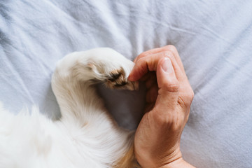 unrecognizable woman and dog at home making a heart shape with hand and paw. Love concept - 340745354