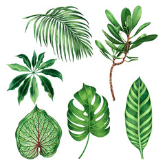 Aquarel set monstera kokosnoot, palmblad, groene bladeren geïsoleerd op een witte achtergrond. Aquarel handgeschilderde illustratie tropische exotische blad voor behang vintage Hawaii stijl patroon.