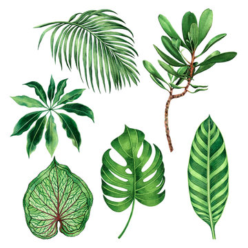 Watercolor painting set monstera coconut,palm leaf,green leaves isolated on white background.Watercolor hand painted illustration tropical exotic leaf for wallpaper vintage Hawaii style pattern.