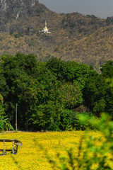 beautiful yellow blooming cosmos flower field with mountain and buddha statue as a background.