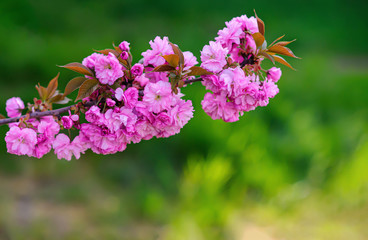 pink flowers in the garden. Sakura tree
