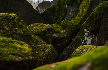 moss covered rocks in the forest
